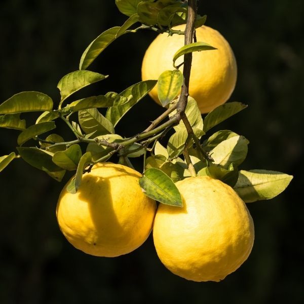 Лимон Пандероза - Citrus Limon Pаnderosa (саженец ЗКС - контейнер 0,7 л)/ клубни, делёнки многолетних растений, корни / для дачи, сада, дома и балкона