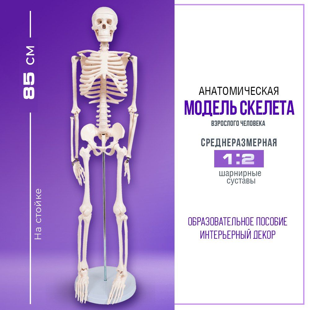 Модель Скелета Человека Купить