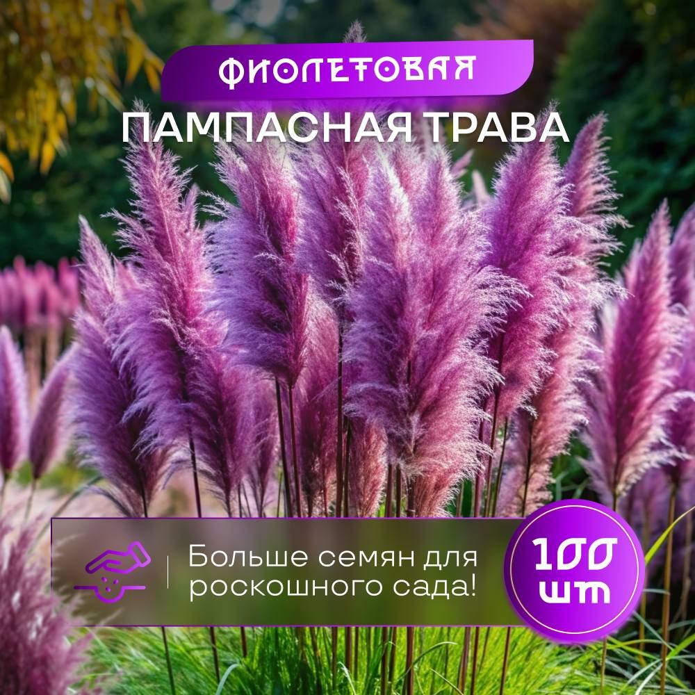 Пампасная трава кортадерия фиолетовая семена 100 шт.