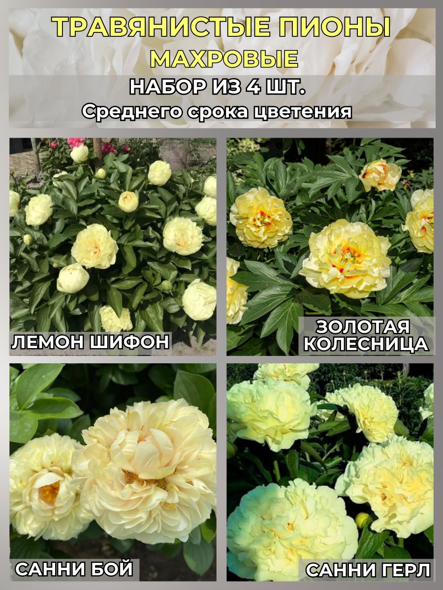 Magic Blooming Garden Луковицы,0.35кг