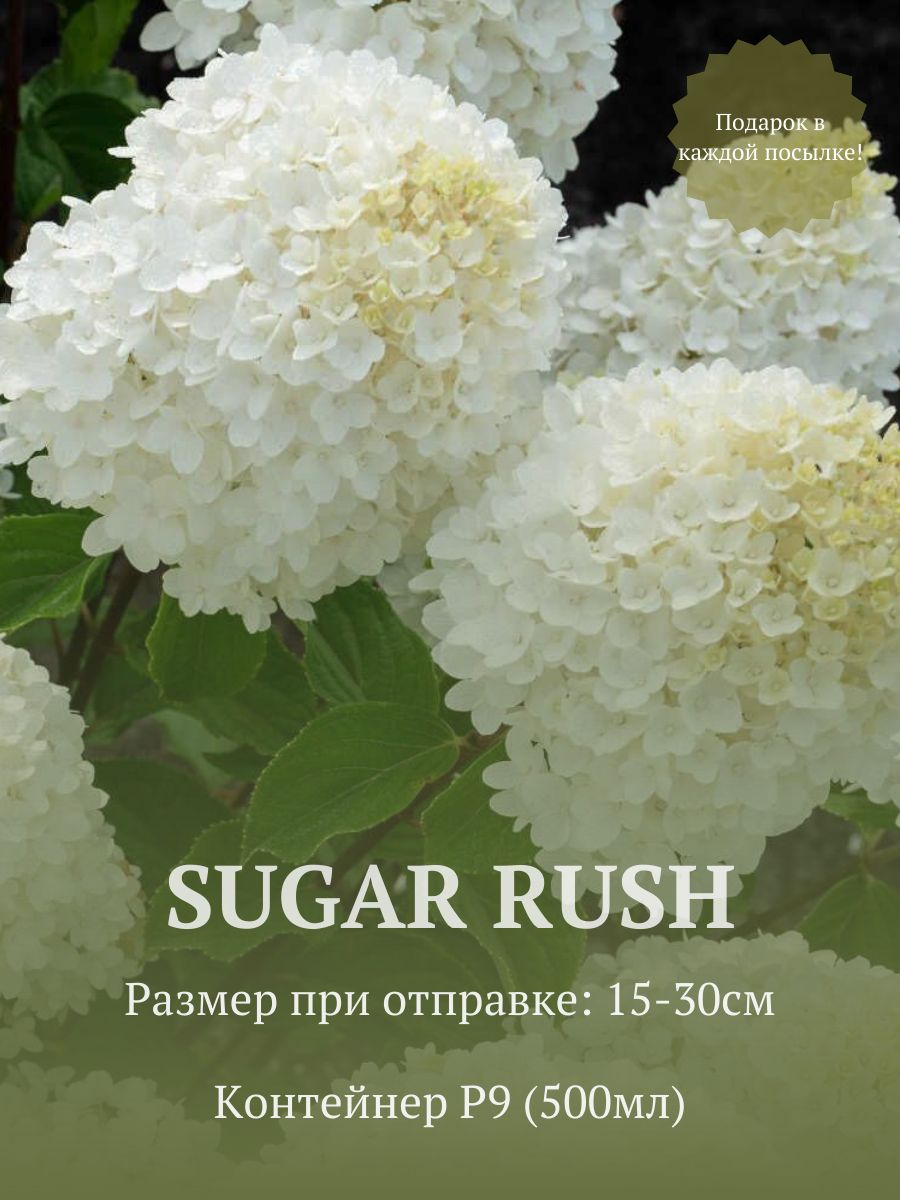 Гортензия метельчатая Шугар Раш (Sugar Rush) в стакане p9