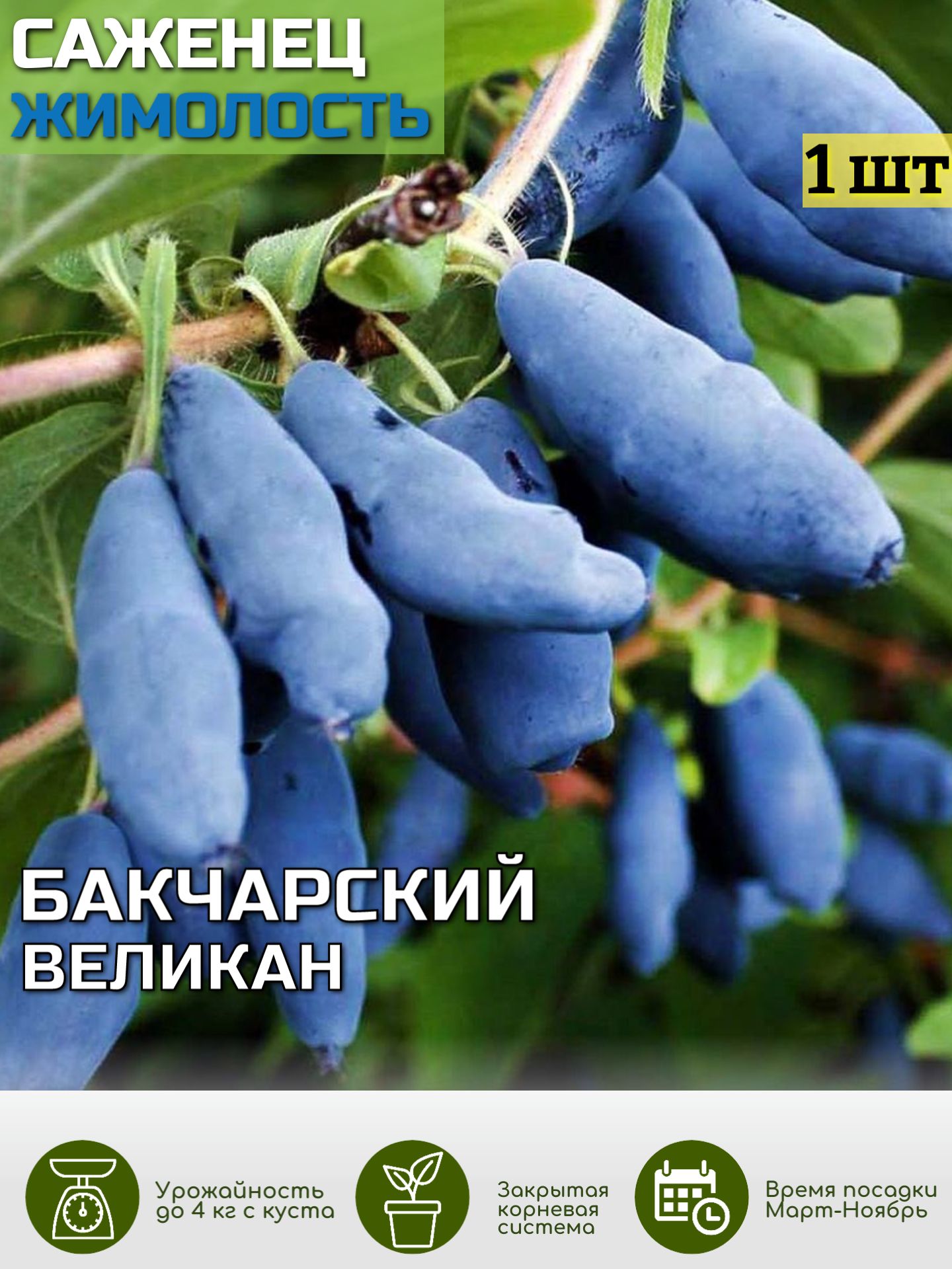  Жимолость -...