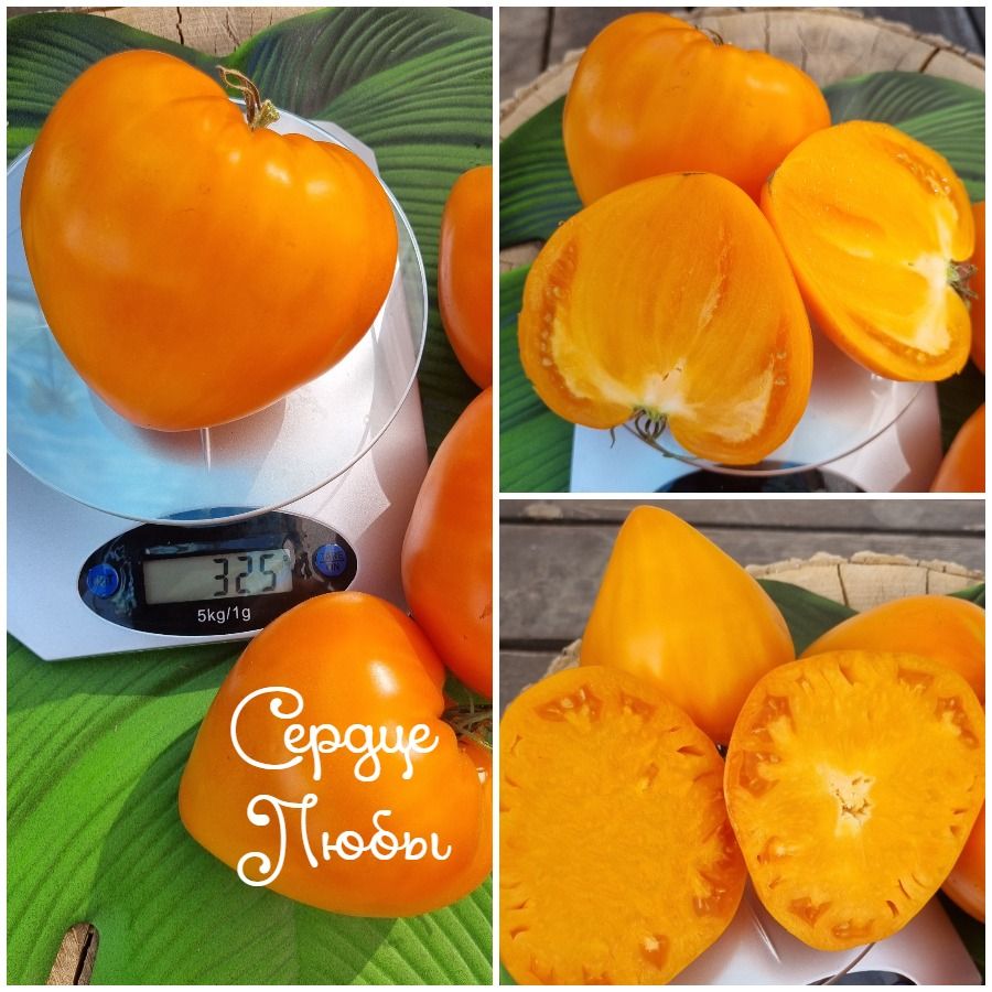 Схема формирования куста томата