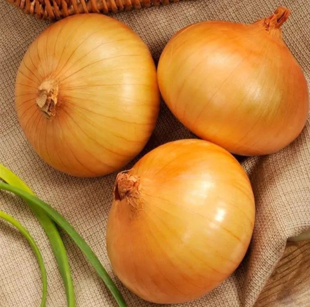 Лук севок сеншуй еллоу глоб. Лук сеншуй. Лук севок сеншуй. Сеншуй йеллоу лук. Лук севок купидо.