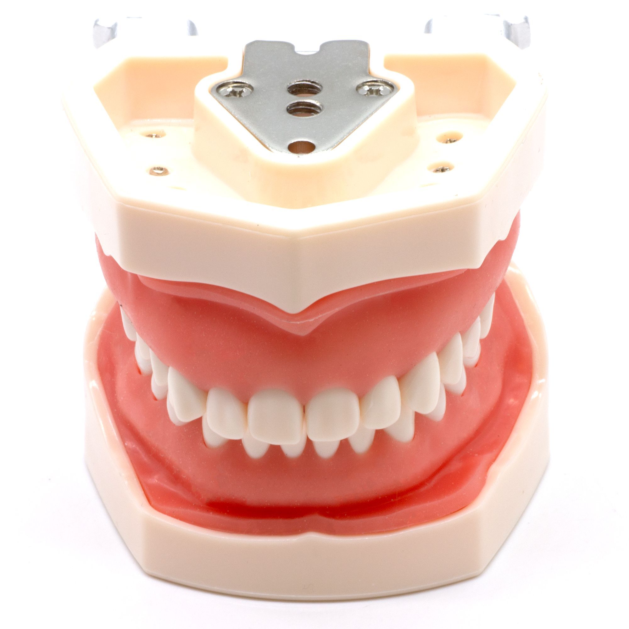 Челюсть стоматологическая, модель челюсти стоматологической с зубами, физиологическая