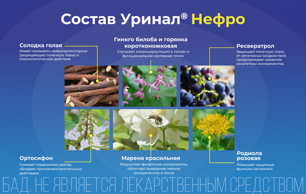 Уринал Нефро, для здоровья почек, капсулы 60 шт(图3)