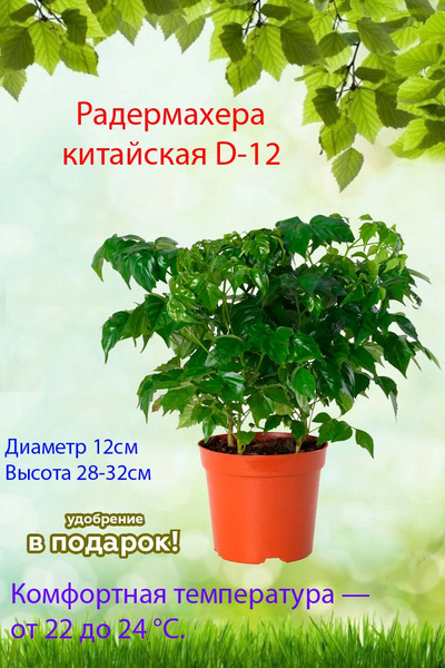 Радермахера Радермаxера китайская D-12, 12 дм, 1 шт - купить по ...