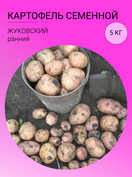 Картофель Картофель 5 кг - купить по выгодным ценам в интернет-магазине ...