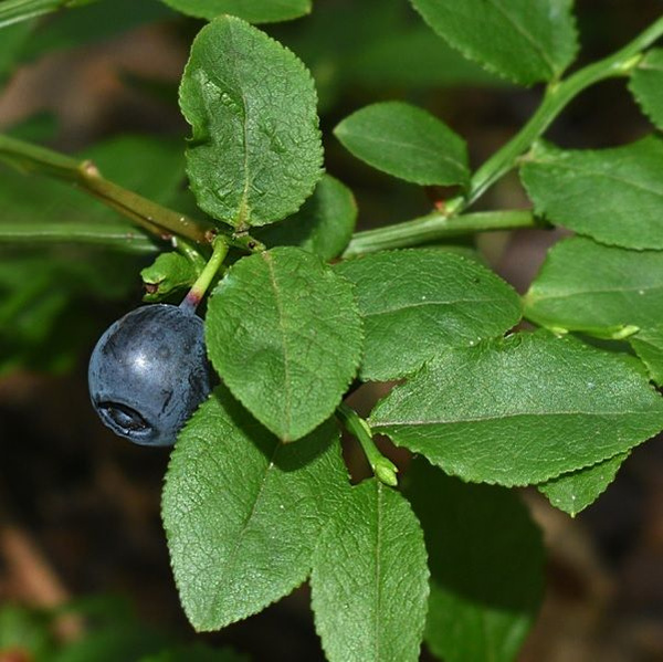 Черника Deodar SEEDS COMPANY Плодовые_Черника лесная дикая - купить по ...