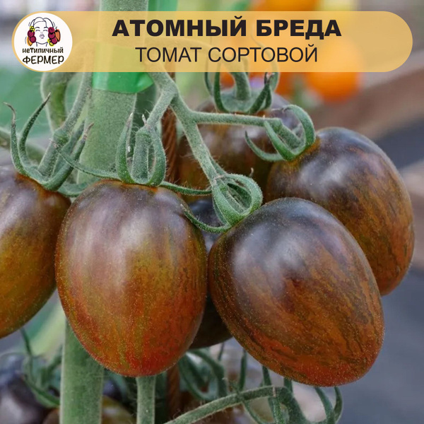 Томаты Нетипичный Фермер Сливовидные томаты - купить по выгодным ценам ...