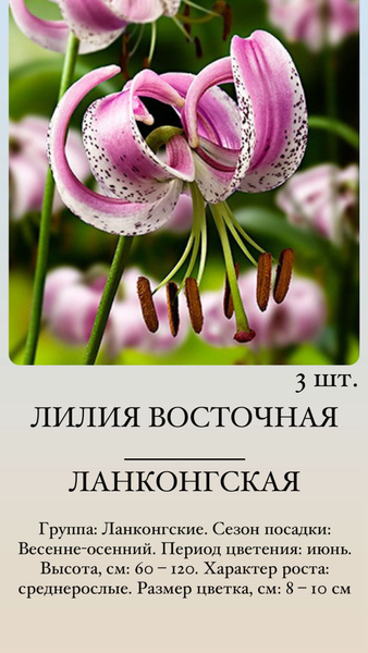 Лилия луковицы многолетних цветов купить на OZON по низкой цене ...