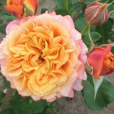 Роза вилла котта фото и описание