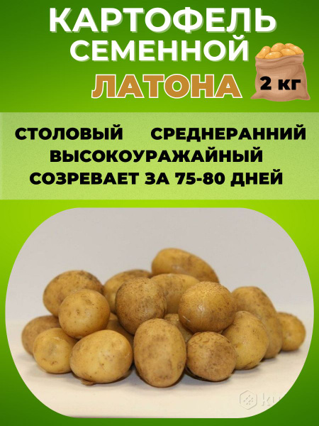 Картофель Magic Garden Картофель семенной ,клубни на посадку - купить ...