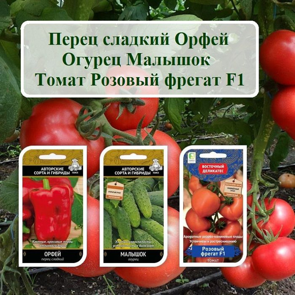 Перец сладкий, Огурцы ПОИСК Агрохолдинг овощи_3П_Перец сладкий Орфей ...