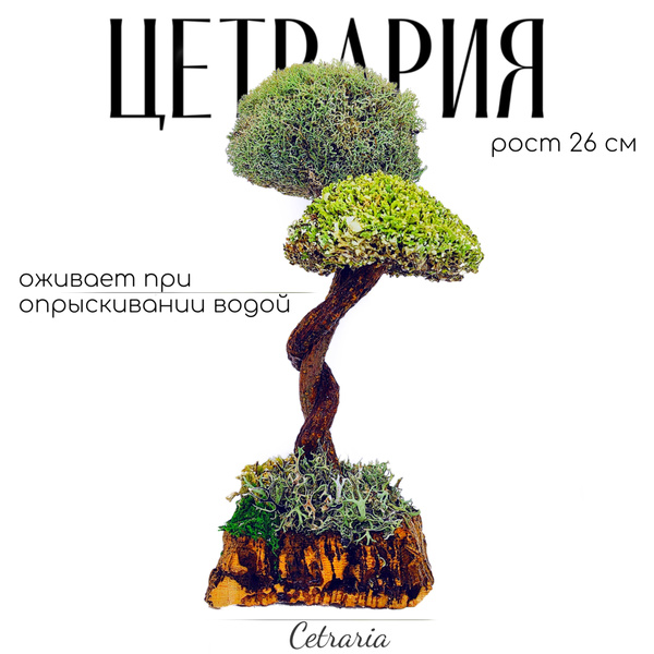 Украшение настольное интерьерное Cetraria Живое дерево из цетрарии 2 ...