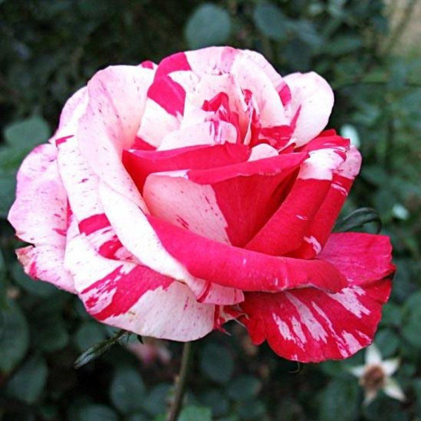 Роза сорт сатина (75 фото)