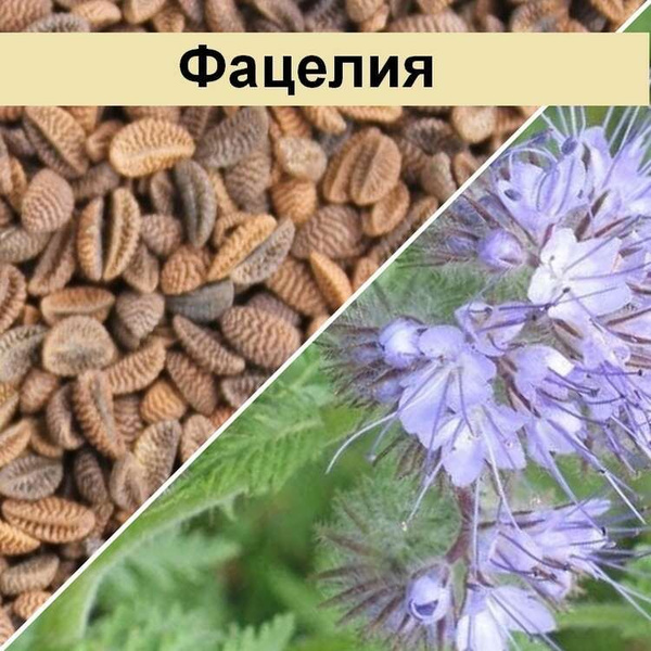 Где Можно Купить Медоносные Семена