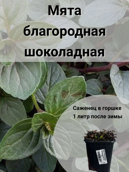 Мята благородная Шоколадная - купить с доставкой по выгодным ценам в ...