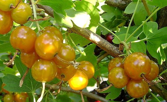 Смородина золотистая Мускат - купить с доставкой по выгодным ценам в ...