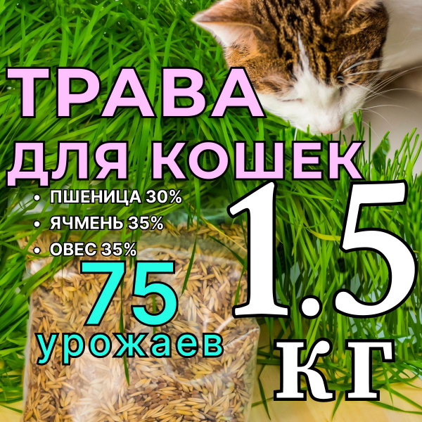 Различные травы трава для кошек семенарус - купить по выгодным ценам в ...