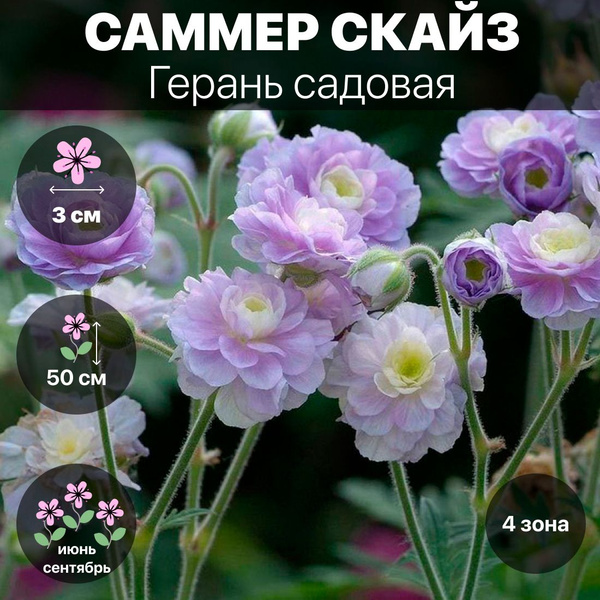 Клубни Герань садовая COLORLINE купить по выгодной цене в интернет ...