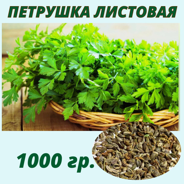 Петрушка Петрушка Обыкновенная Листовая. - купить по выгодным ценам в ...
