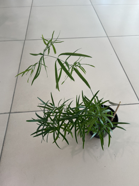 Аспарагус Аспарагус Фалькатус (Серповидный), 12 дм, 1 шт - купить по ...