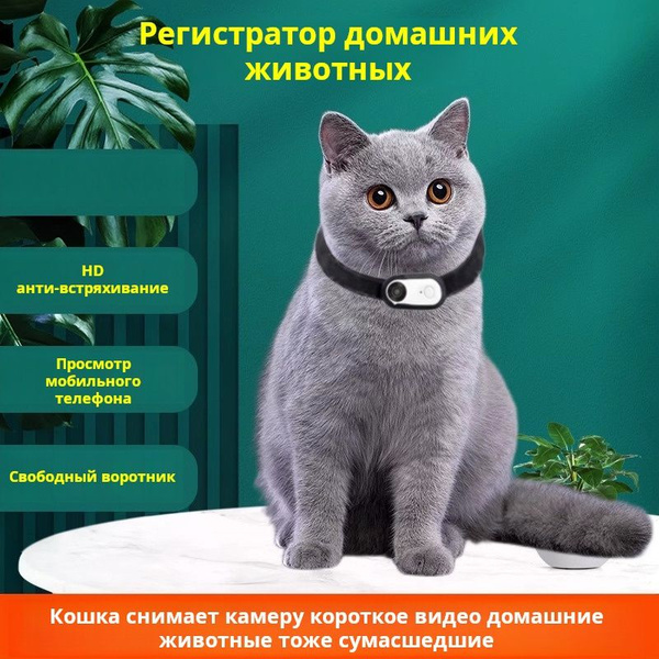 Ошейник для собак, Ошейники для кошек спортивная / экшн-камера с ...