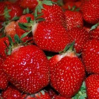 Земляника садовая Верити - купить с доставкой по выгодным ценам в ...