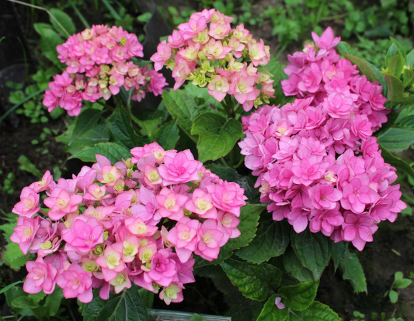 Саженцы Гортензия крупнолистная "Лав (Hydrangea macrophylla Love)" купить в Моск