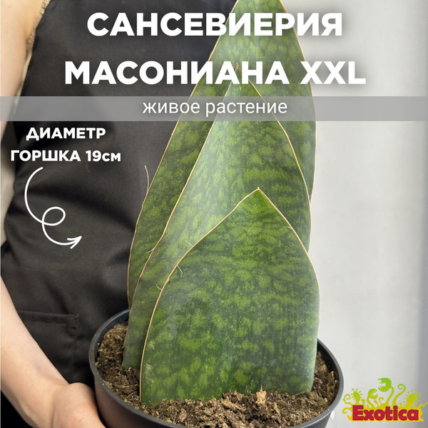 Сансевиерия Масониана Виктория XXL (Sansevieria Big Leaves Green) D19см ...