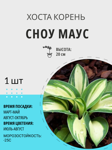 Хосты хоста1шт_Сноу Маус - купить по выгодным ценам в интернет-магазине ...
