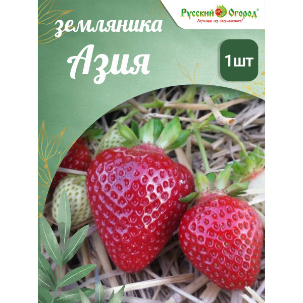 Земляника Азия - купить с доставкой по выгодным ценам в интернет ...