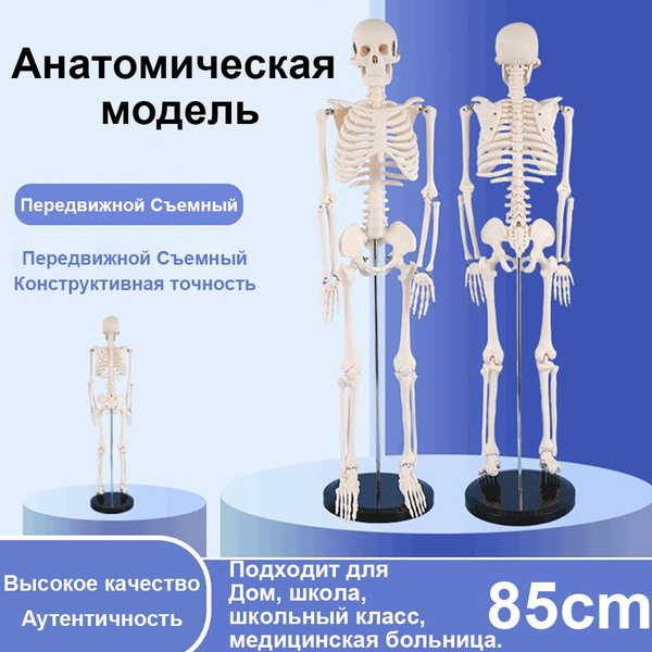 Анатомические модели,Макет "Скелет человека" 85см - купить с доставкой ...