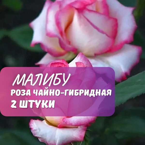 Роза чайно-гибридная Малибу 2 шт / саженец розы - купить с доставкой по ...