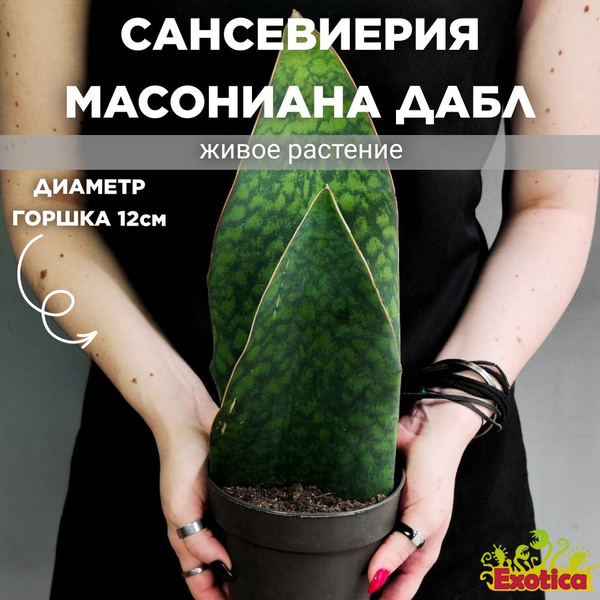 Вопросы и ответы о Сансевиерия Масониана Виктория Дабл (Sansevieria Big ...