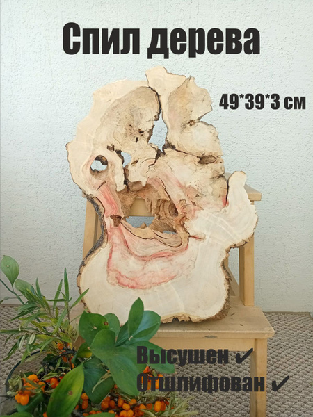 Спил дерева клена большой. Сухой. Шлифованный. Для творчества. - купить ...