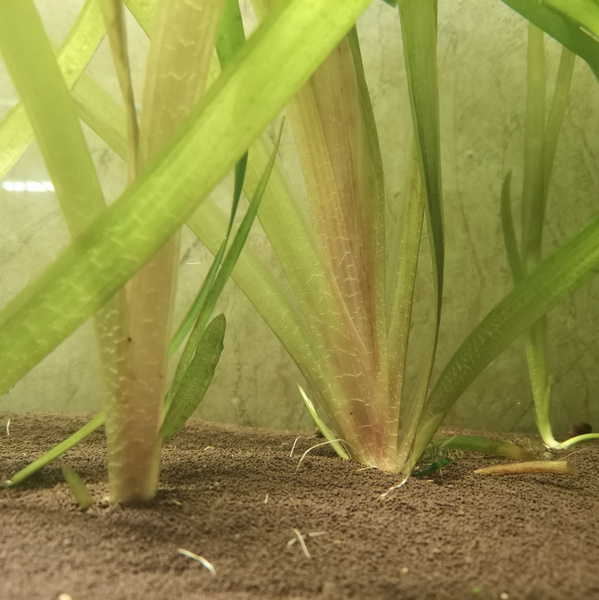 Валлиснерия гигантская (Vallisneria gigantea). Живое аквариумное ...