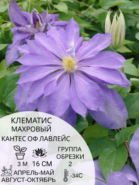 Клематис клематис - купить по выгодным ценам в интернет-магазине OZON ...
