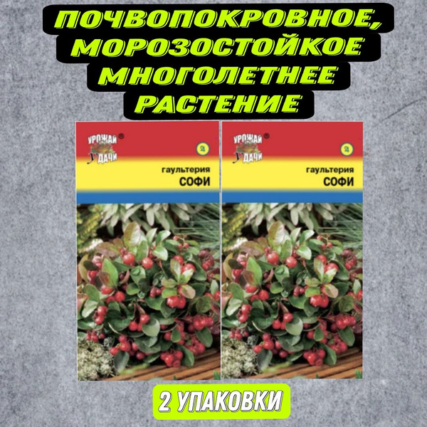 Урожай удачи гаультерия - купить по выгодным ценам в интернет-магазине ...
