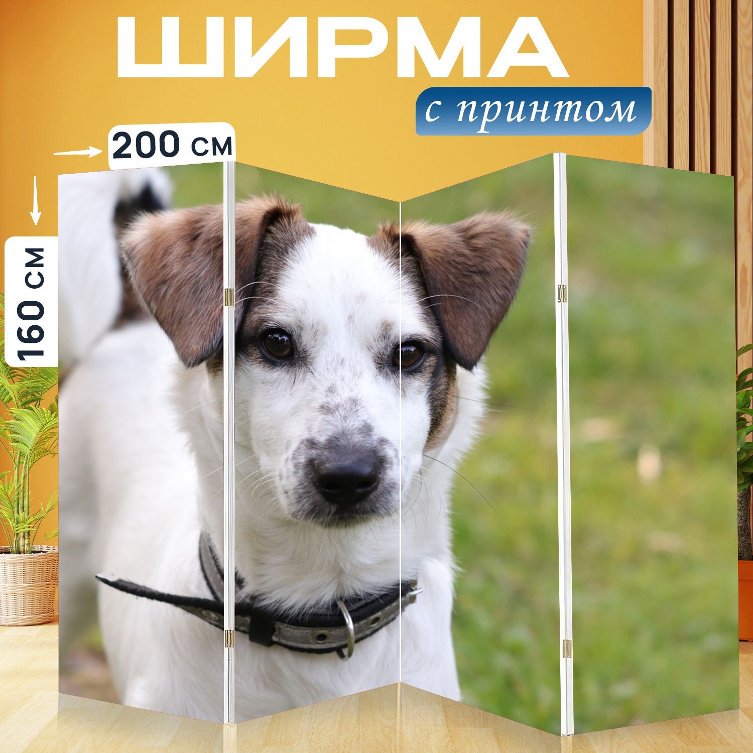 Собака белая с коричневыми ушами. Джек-рассел-терьер рыжий. Пуатвинская гончая. Бело коричневая собака порода. Английский спрингер-спаниель.