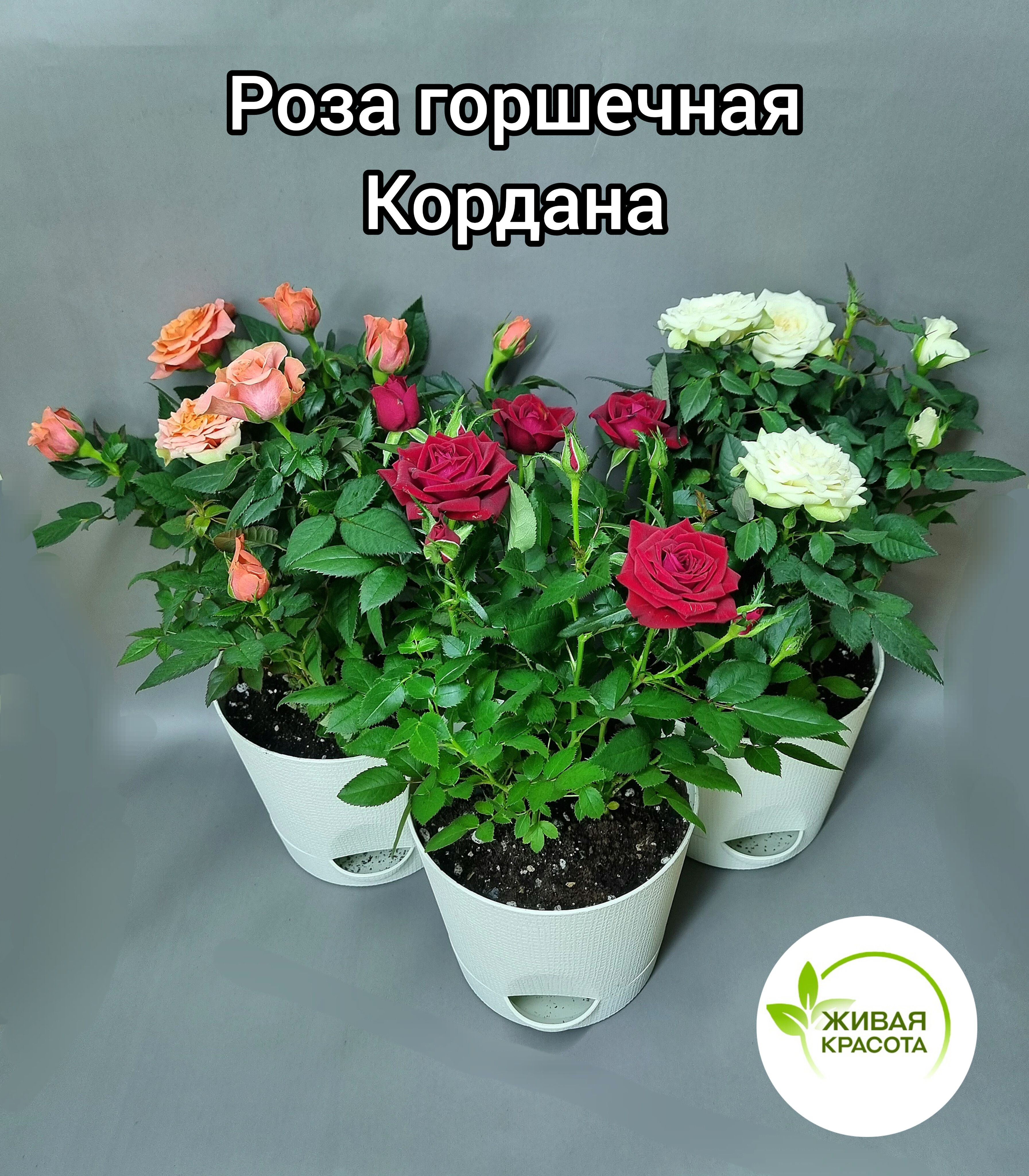 Роза Живая В Горшке Купить Казань