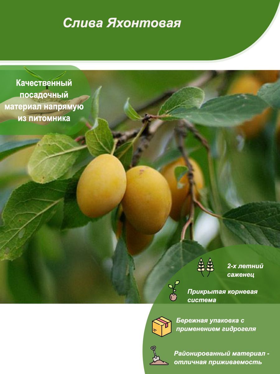 Слива медовая. Слива медовка. Слива золотая капля. Слива золотая капля. Слива желтая ранняя описание.