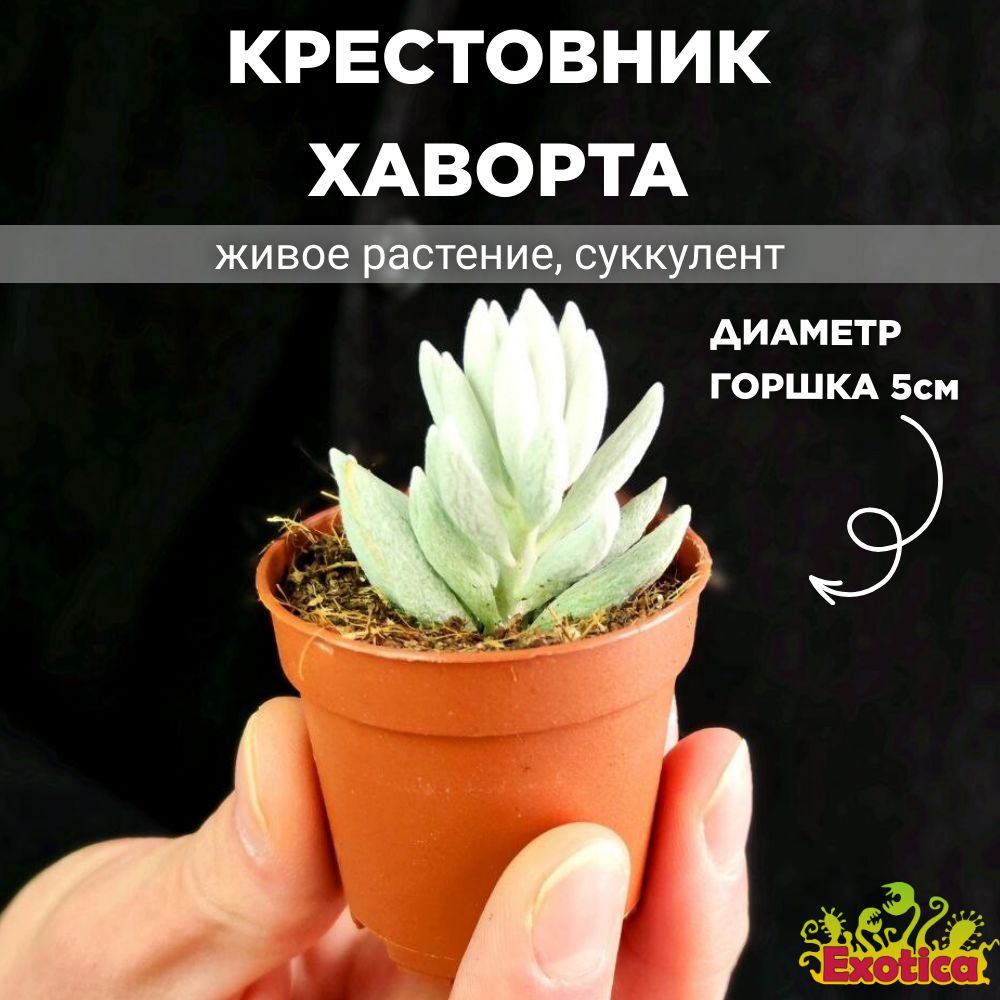 Крестовник Хаворта (Senecio haworthii) D5см