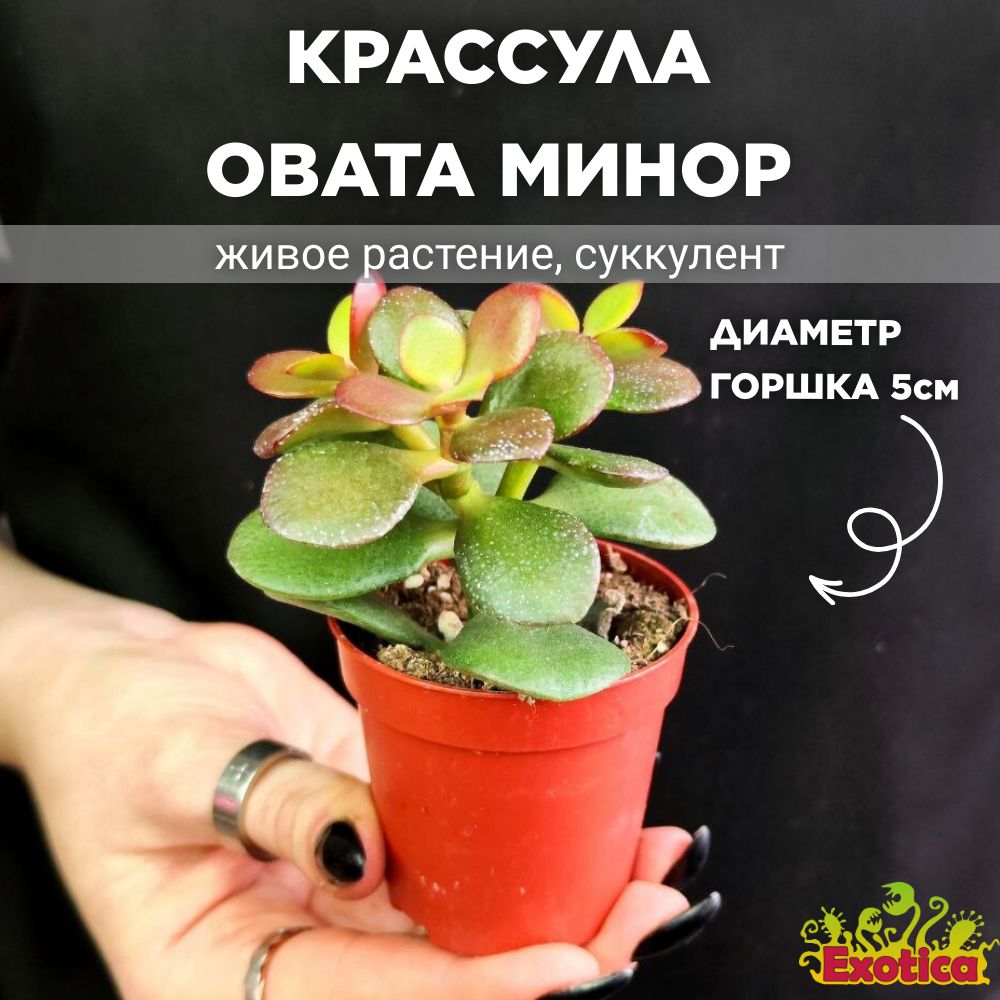 Крассула Овата Минор (Crassula Ovata Minor) D5см