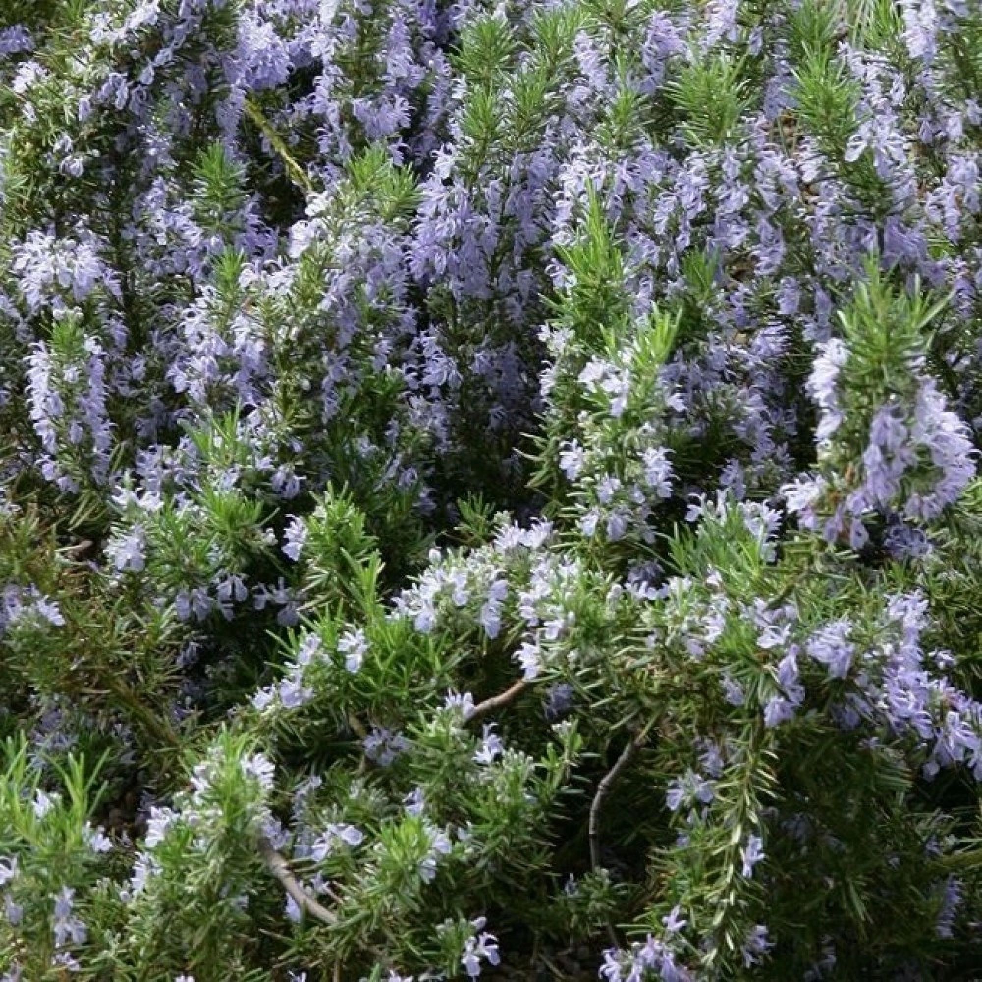 Розмарин фото описание как выглядит. Розмарин officinalis. Розмарин растение. Rosmarinus officinalis. Розмарин кустарник.