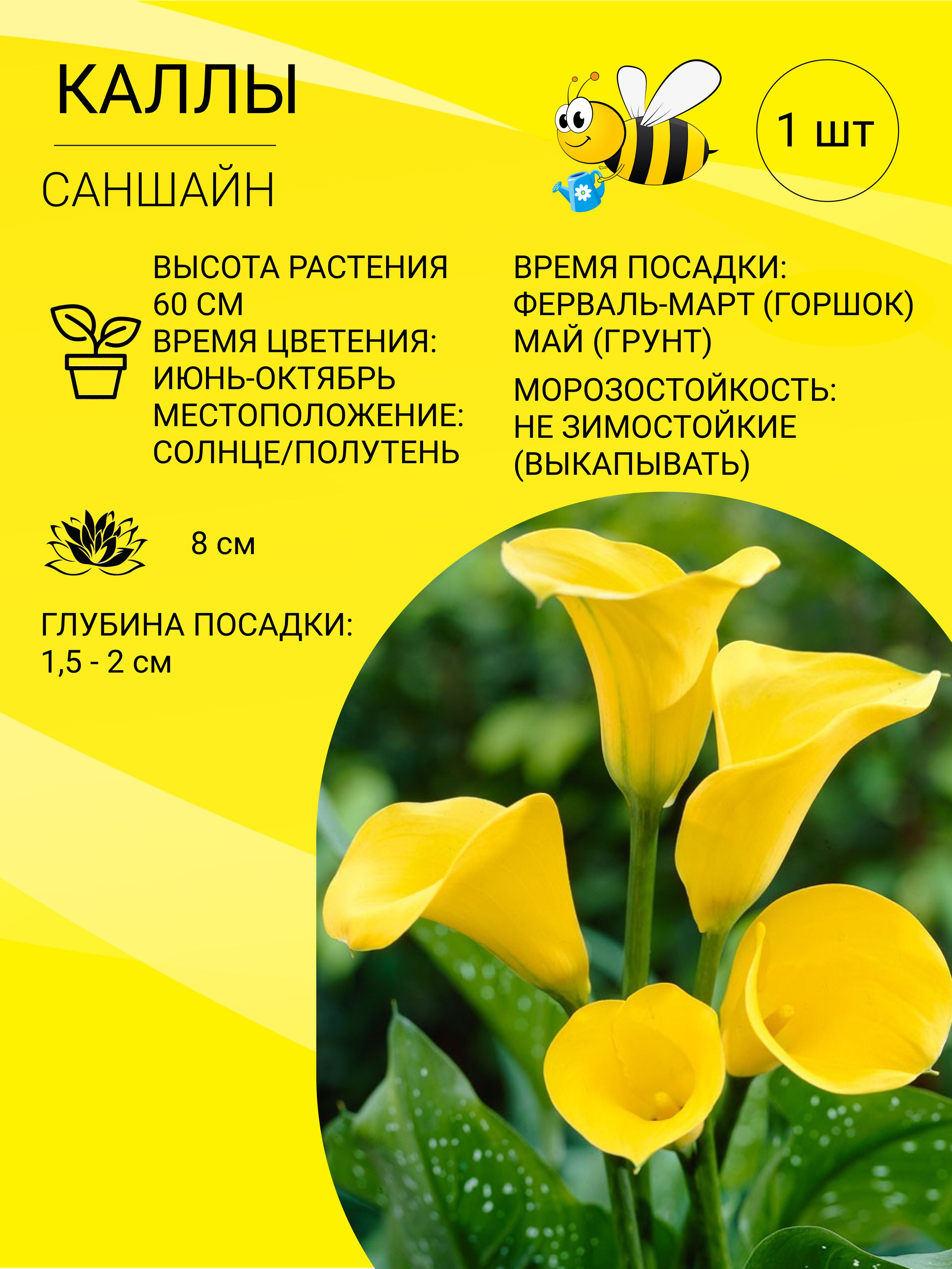 Когда нужно выкапывать каллы на хранение