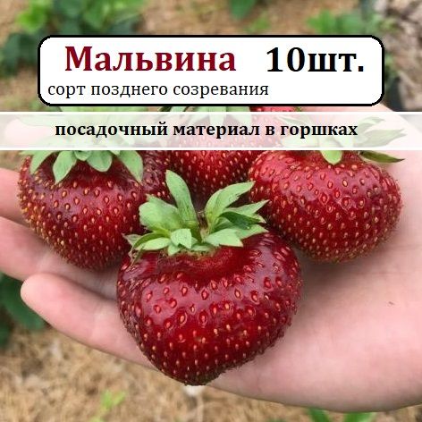 Клубника Мальвина (Malwina), комплект из 10 шт. саженцев в горшках 7*7*8 см