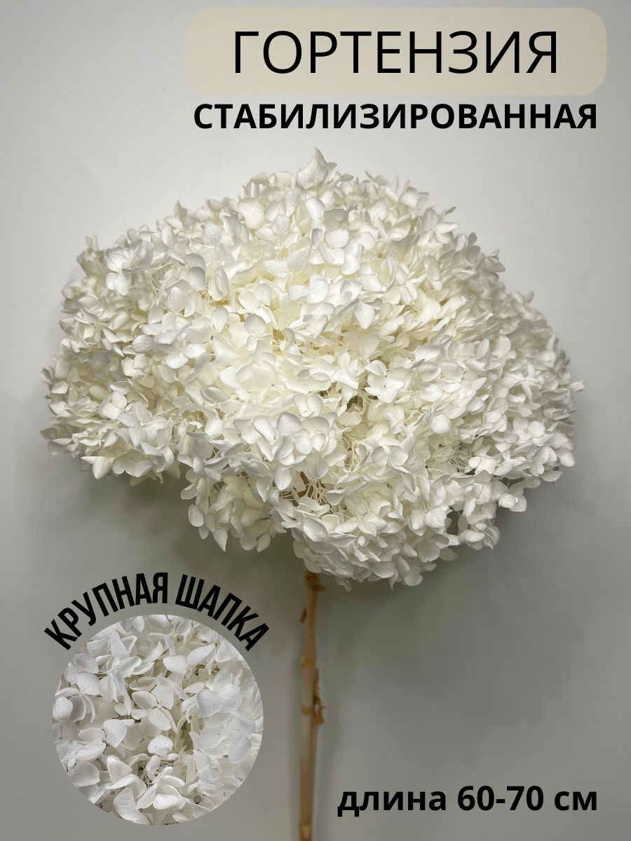 EVA florist Стабилизированные цветы Гортензия, 60 см, 100 гр, 1 шт