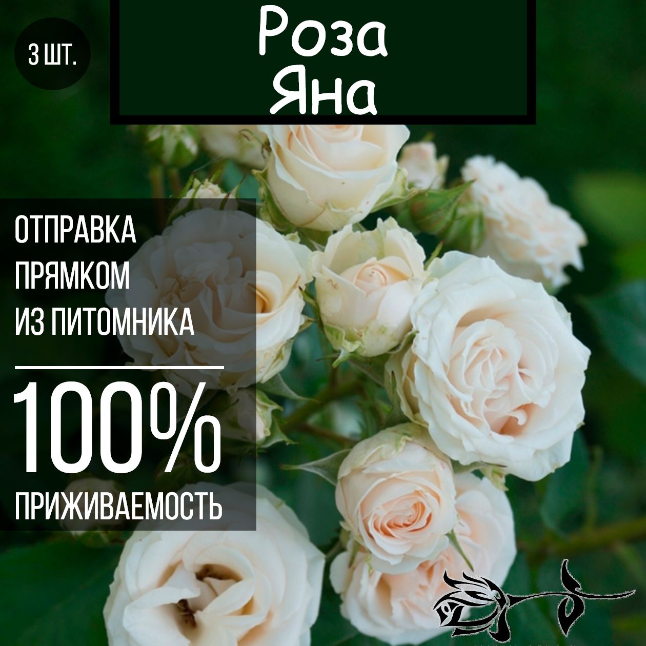 Спрей Яна Фото